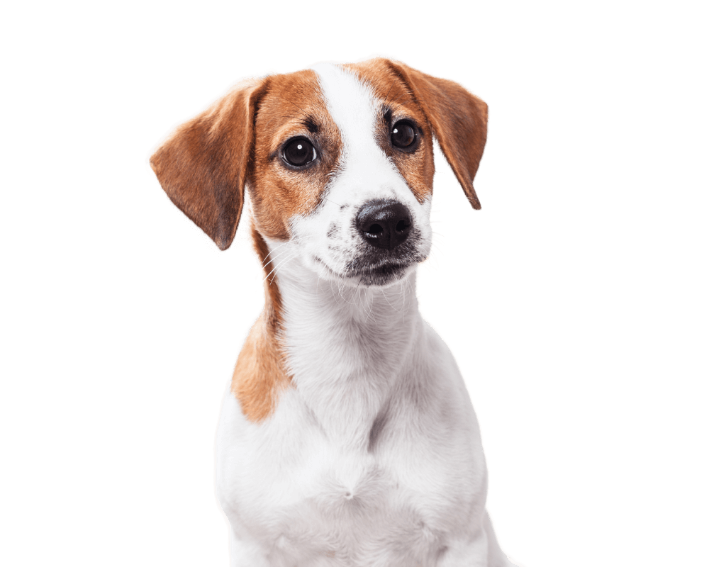 Jack Russell terrier dog