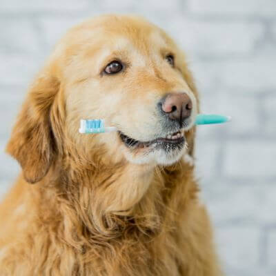 dog hold tooth brush in mouth