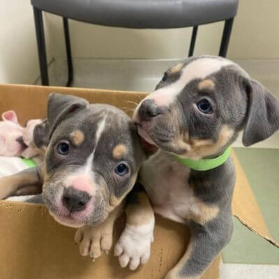 two puppies playing in a box full of toys