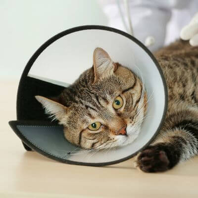 cat wearing a surgical cone