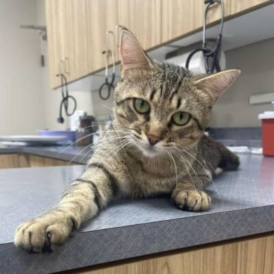 cat sitting on diagnosis table at the animal hospital