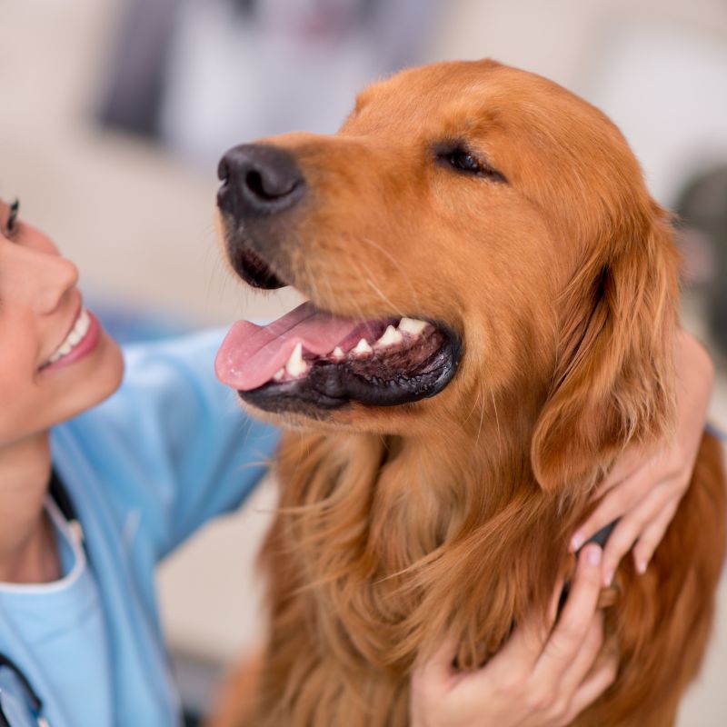 A vet is petting a happy dog