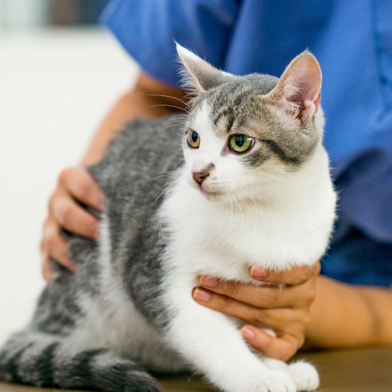 A vet is petting a cat