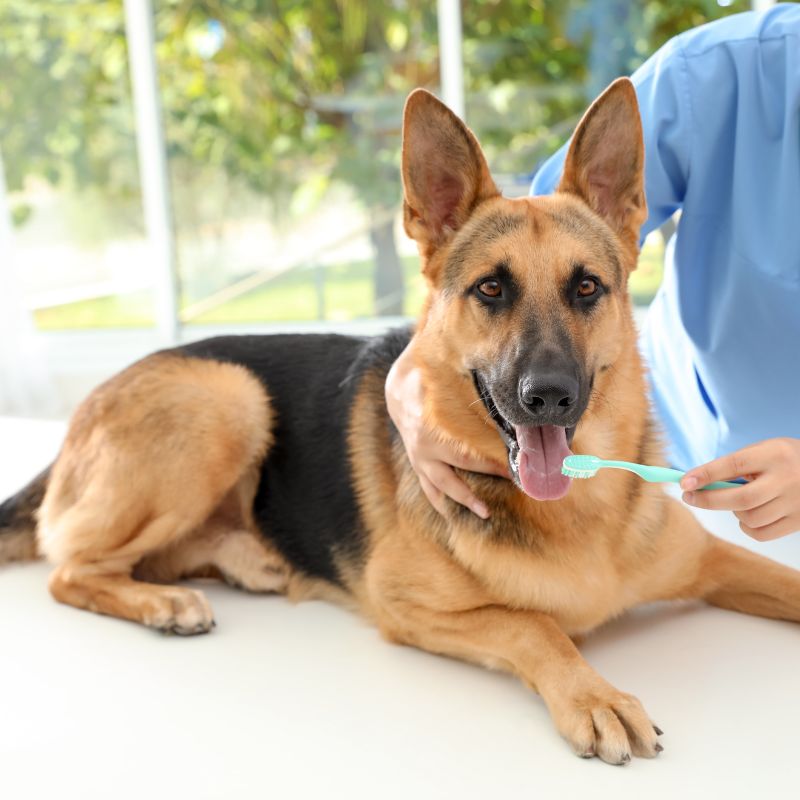 A veterinarian gently brush a dog's teeth