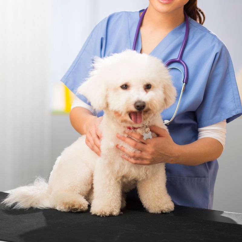 A woman in blue scrubs gently holds a small white dog