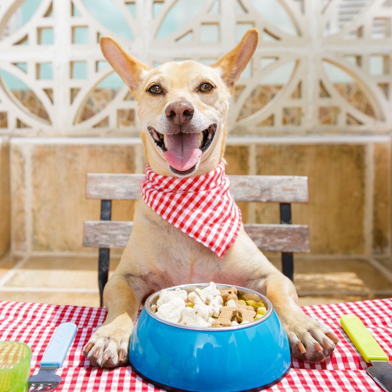 A dog sitting at a table, eagerly looking at a bowl filled with food