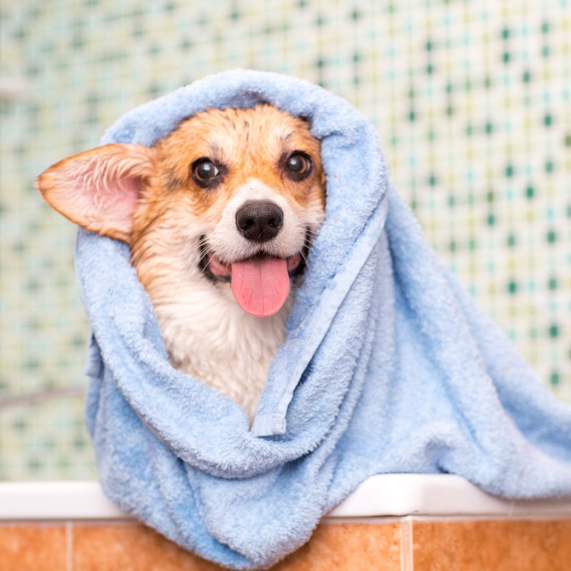 A dog wrapped in a towel sits comfortably in a bathtub