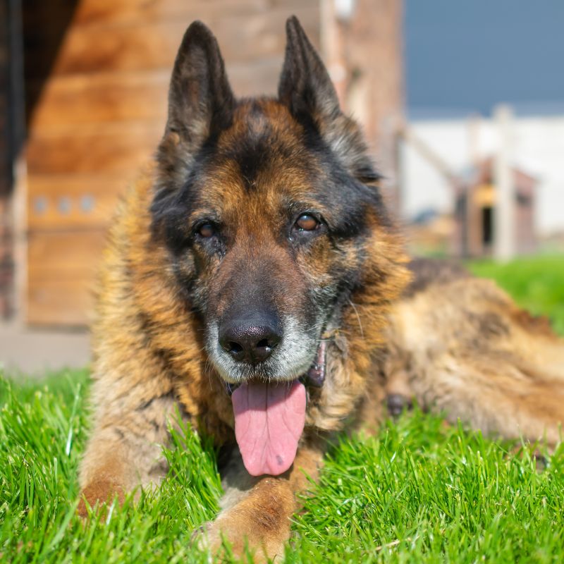 A dog resting peacefully in a lush green lawn