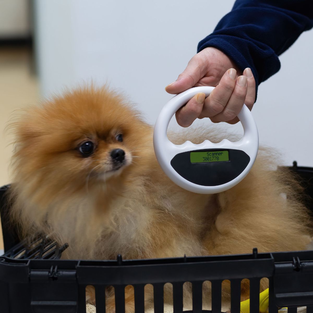 A vet is scanning Microchipping in a dog