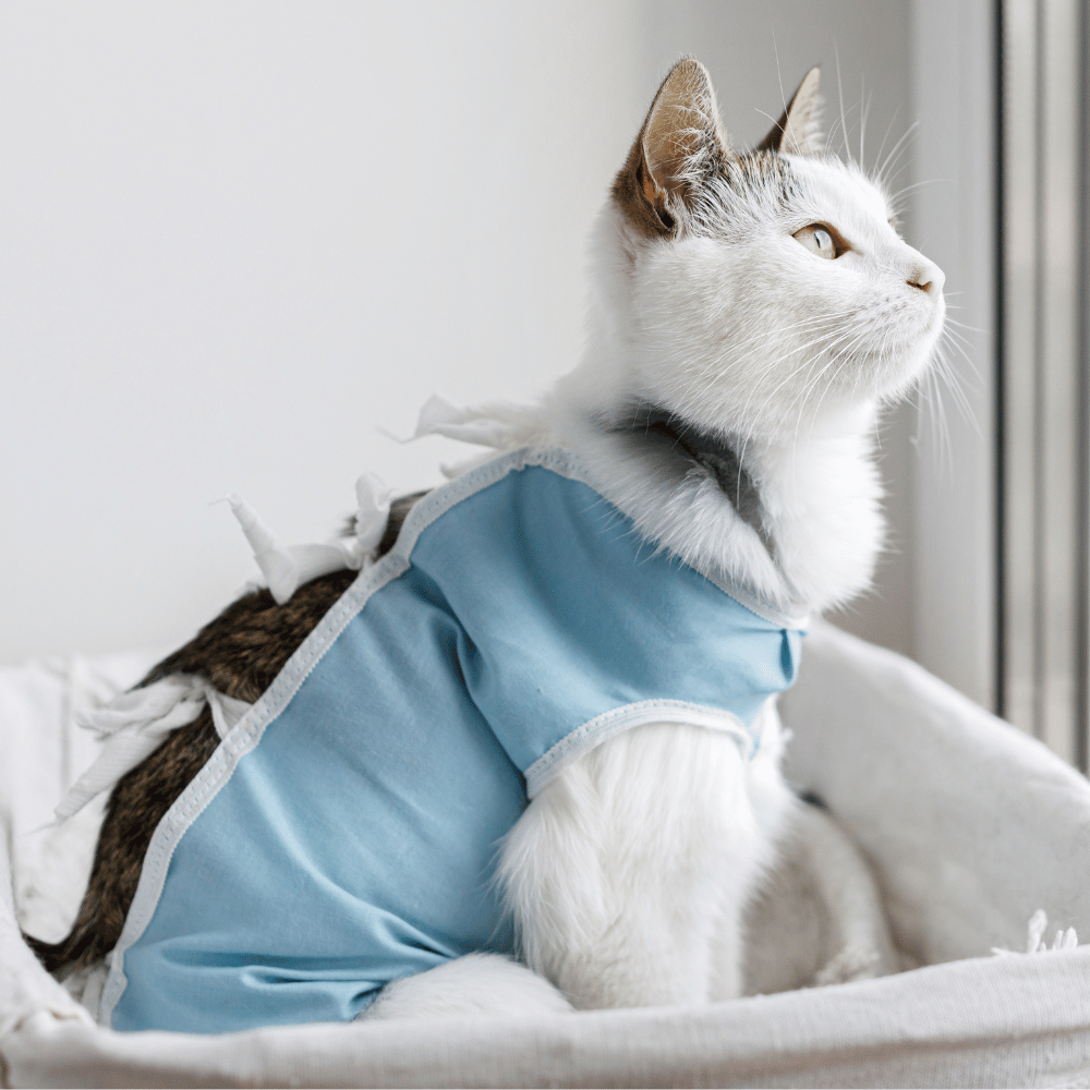 A cat in a blue shirt comfortably seated in a woven basket