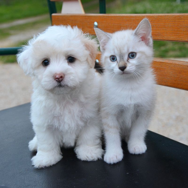 A puppy and a kitten peacefully sitting together on a wooden bench