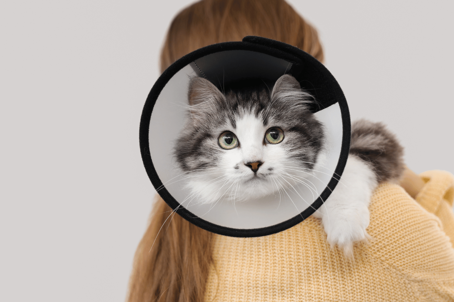 A woman holds a cat in her arms