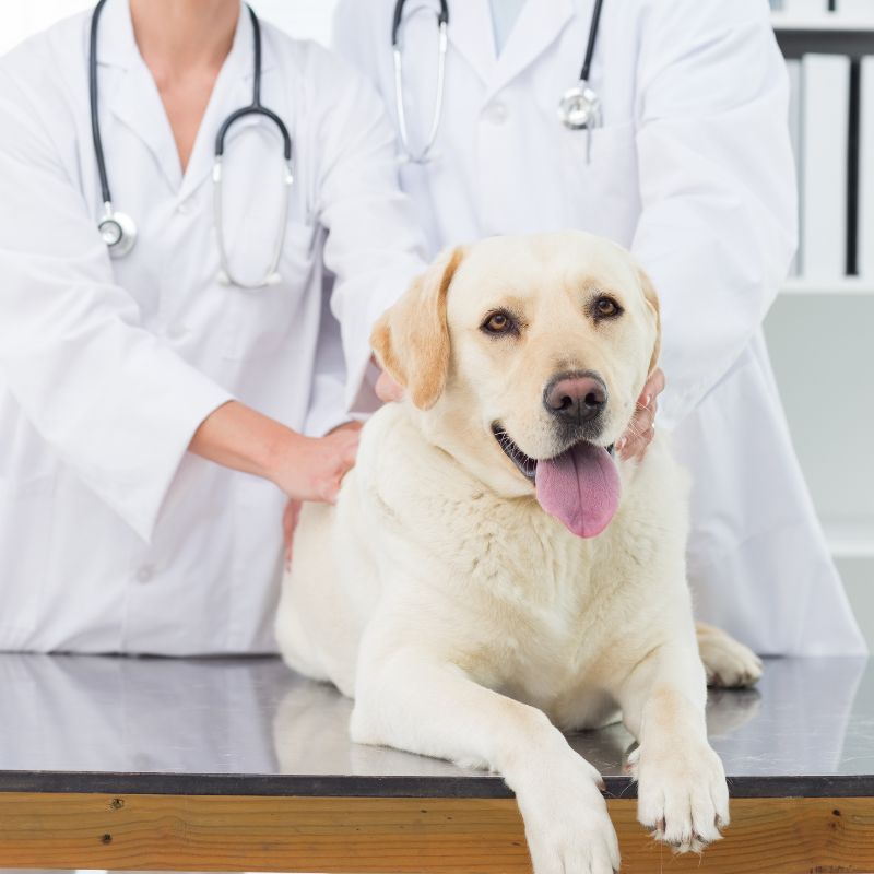 Two vets are attending to a dog that is positioned on a table