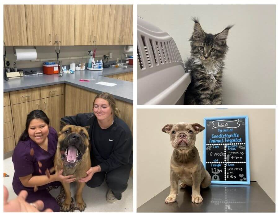 collage of vet staff a with pets 