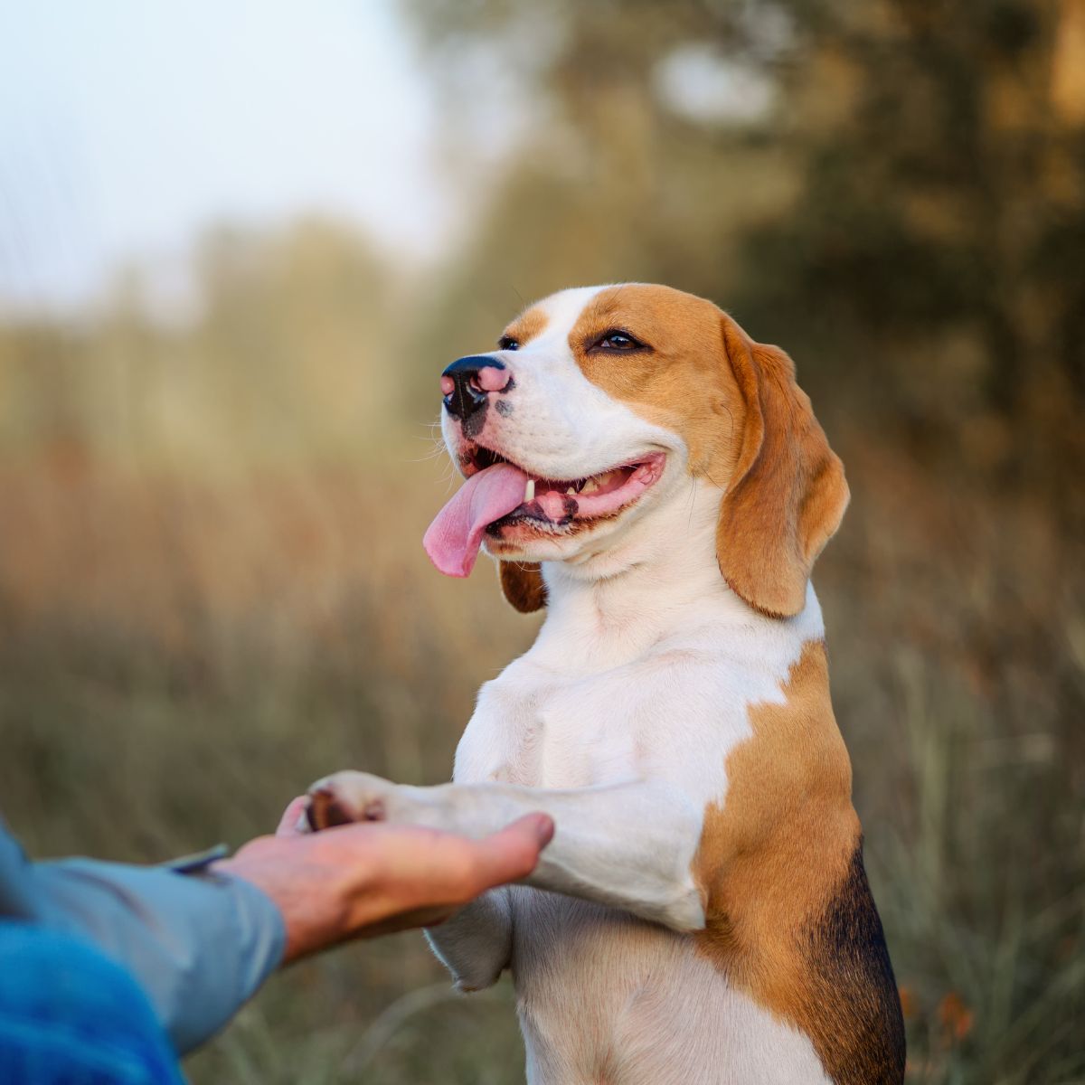 A person holds a dog paw in their arms